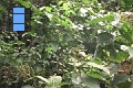 Scene 117_hssflight_Surprised Morpho peides jumping off banana bait to escape camera approach